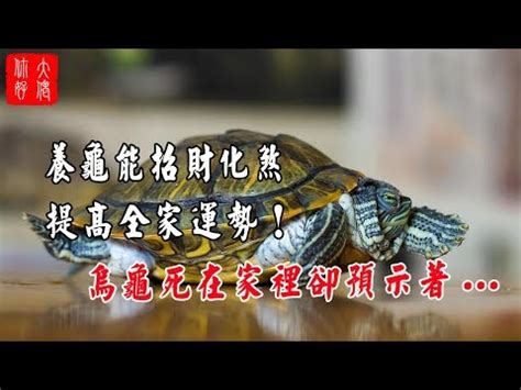 家裡出現烏龜|【家裡突然出現烏龜】家裡突然出現烏龜！這意外的訪客竟藏著這。